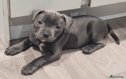 Staffordshire Bull Terrier dogs for sale: KC reg Blue Female Staffordshire bull terrier  - Image 1