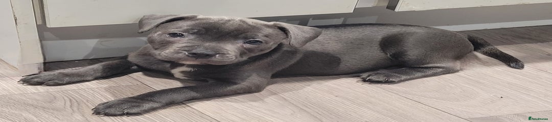 Staffordshire Bull Terrier Puppy 3