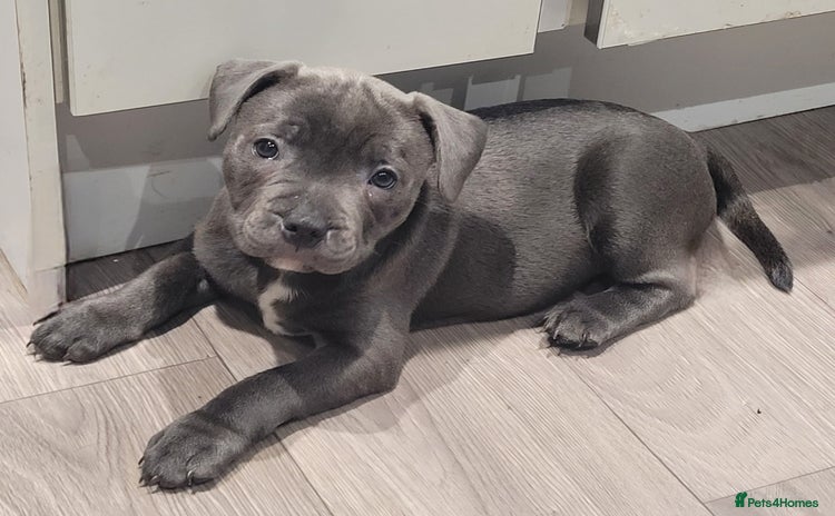 Staffordshire Bull Terrier dogs - Advert 2