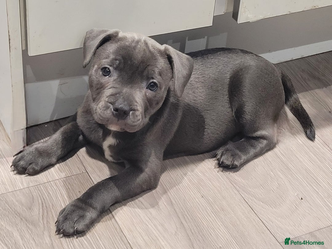 Staffordshire Bull Terrier dogs for sale: KC reg Blue Female Staffordshire bull terrier  - Image 1