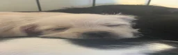 Mixed Breed dogs for sale: REDUCED** READY TO GO** - Advert 18