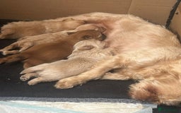 Shih Tzu dogs for sale: Ready now looking for their forever homes  - Image 2