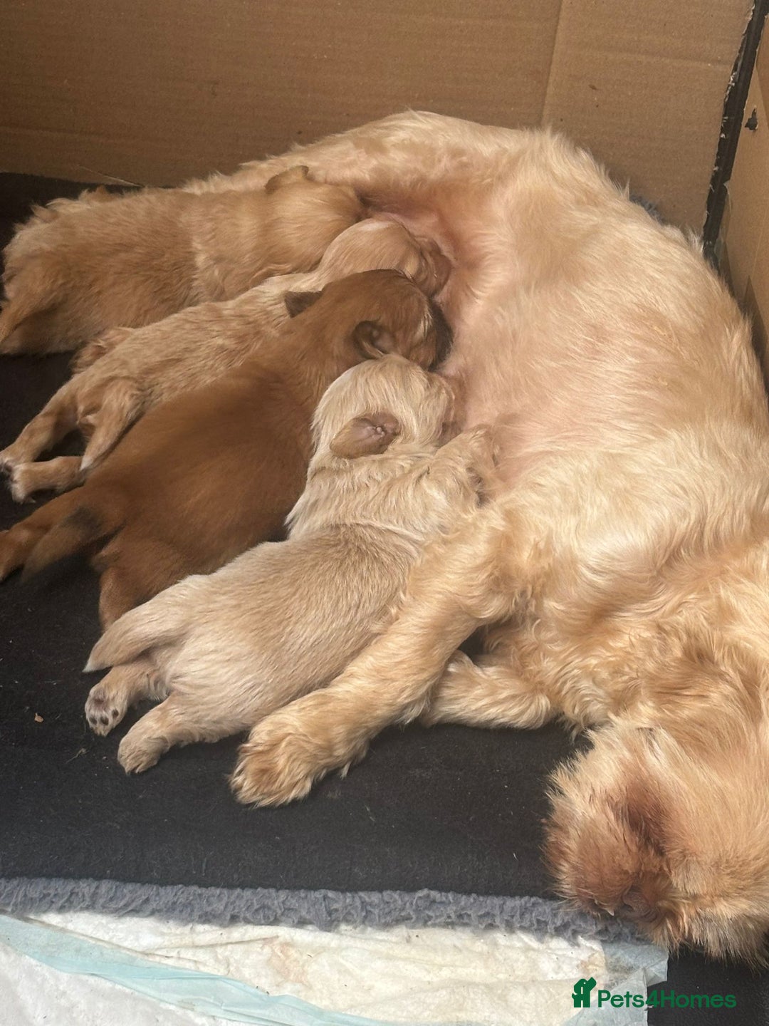 Shih Tzu dogs for sale: Ready now looking for their forever homes  - Image 2