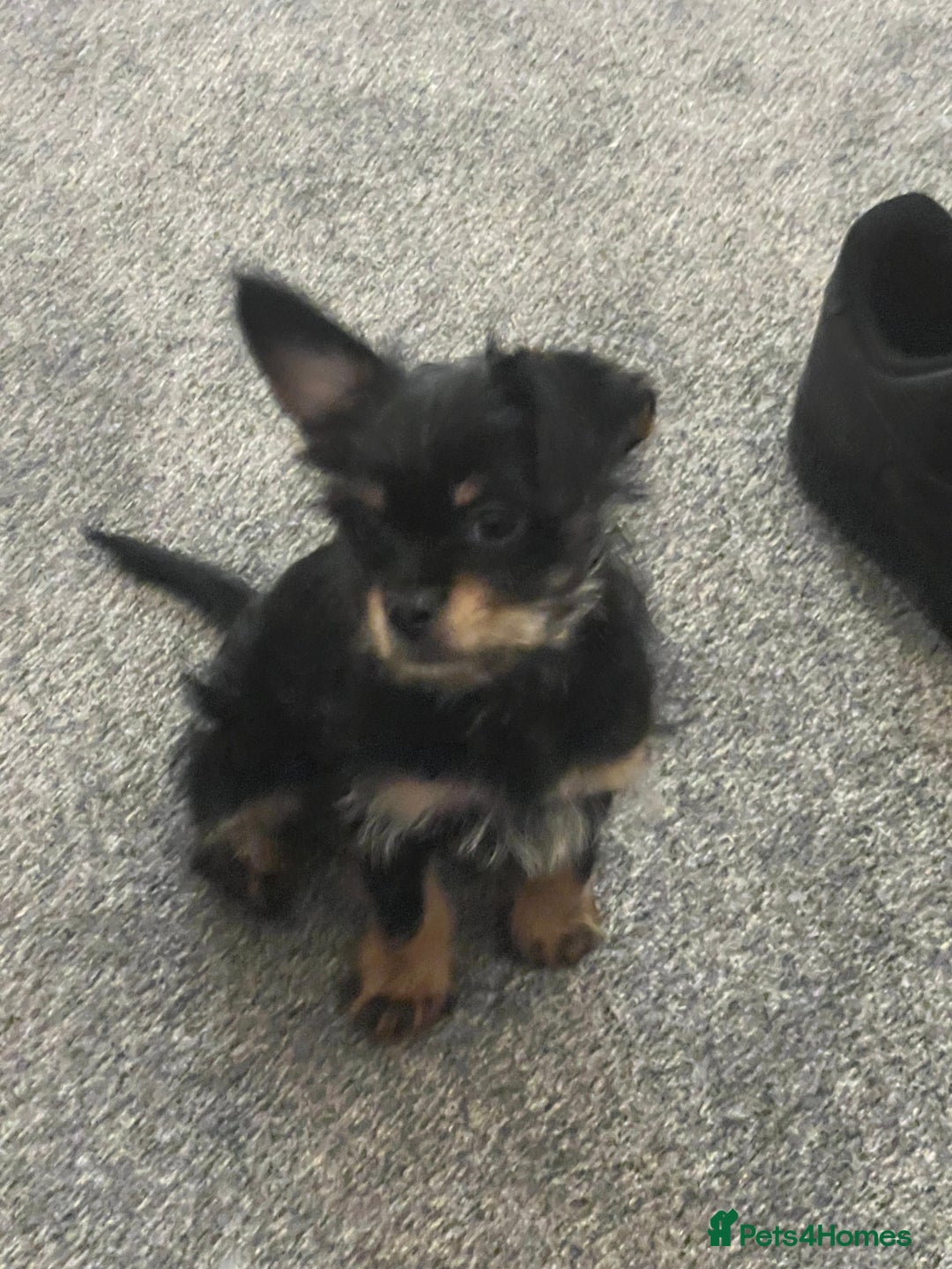 Chorkie dogs for stud: Male chorkie for stud - Advert 3