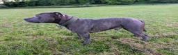 Staffordshire Bull Terrier dogs for stud: KC Registered Staffy Stud - Health Tested - Advert 3