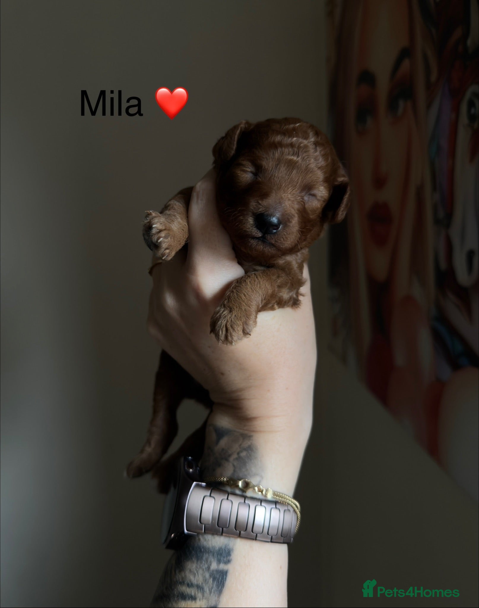Toy Poodle dogs 5⭐️licensed ESPONJOSO tiny Half Asian Toy Poodle👑 - Advert 16