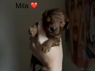 Toy Poodle dogs 5⭐️licensed ESPONJOSO tiny Half Asian Toy Poodle👑 - Advert 16