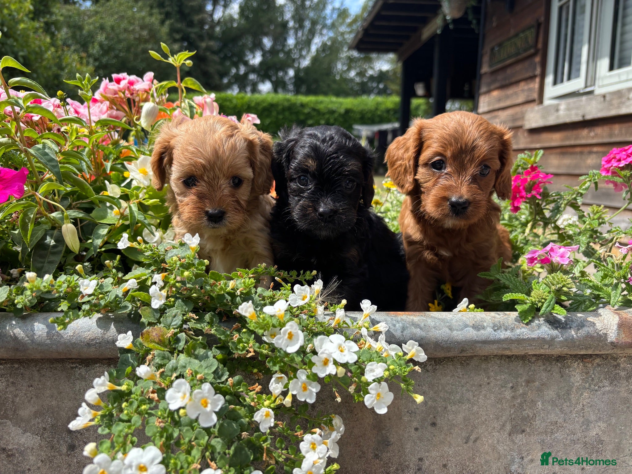 Cavapoo dogs F1 Cavapoo puppies health test clear - Advert 1