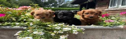 Cavapoo dogs for sale: F1 Cavapoo puppies health test clear - Advert 1