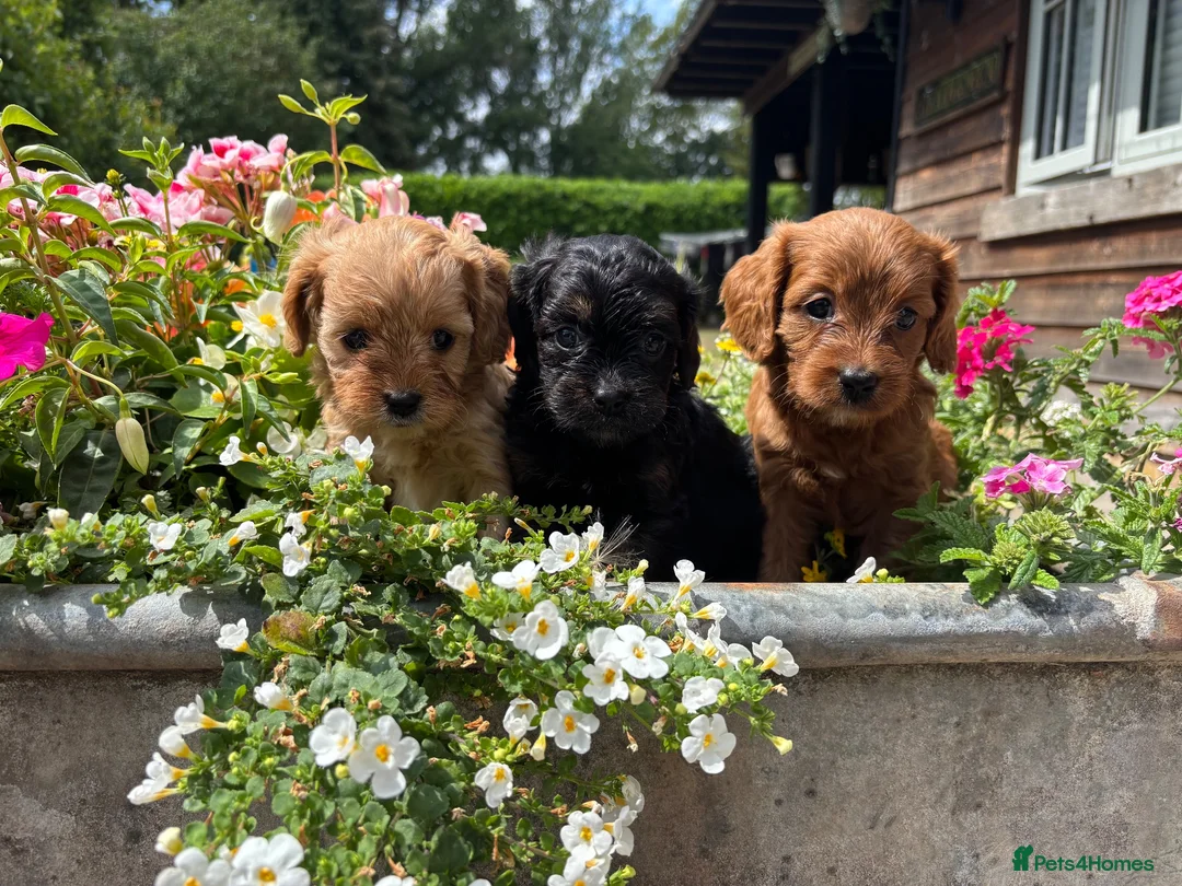 Cavapoo dogs for sale: F1 Cavapoo puppies health test clear - Advert 1