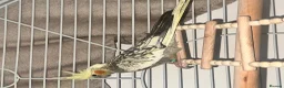 Cockatiels birds for sale: Cockatiel  in Romford - Advert 1