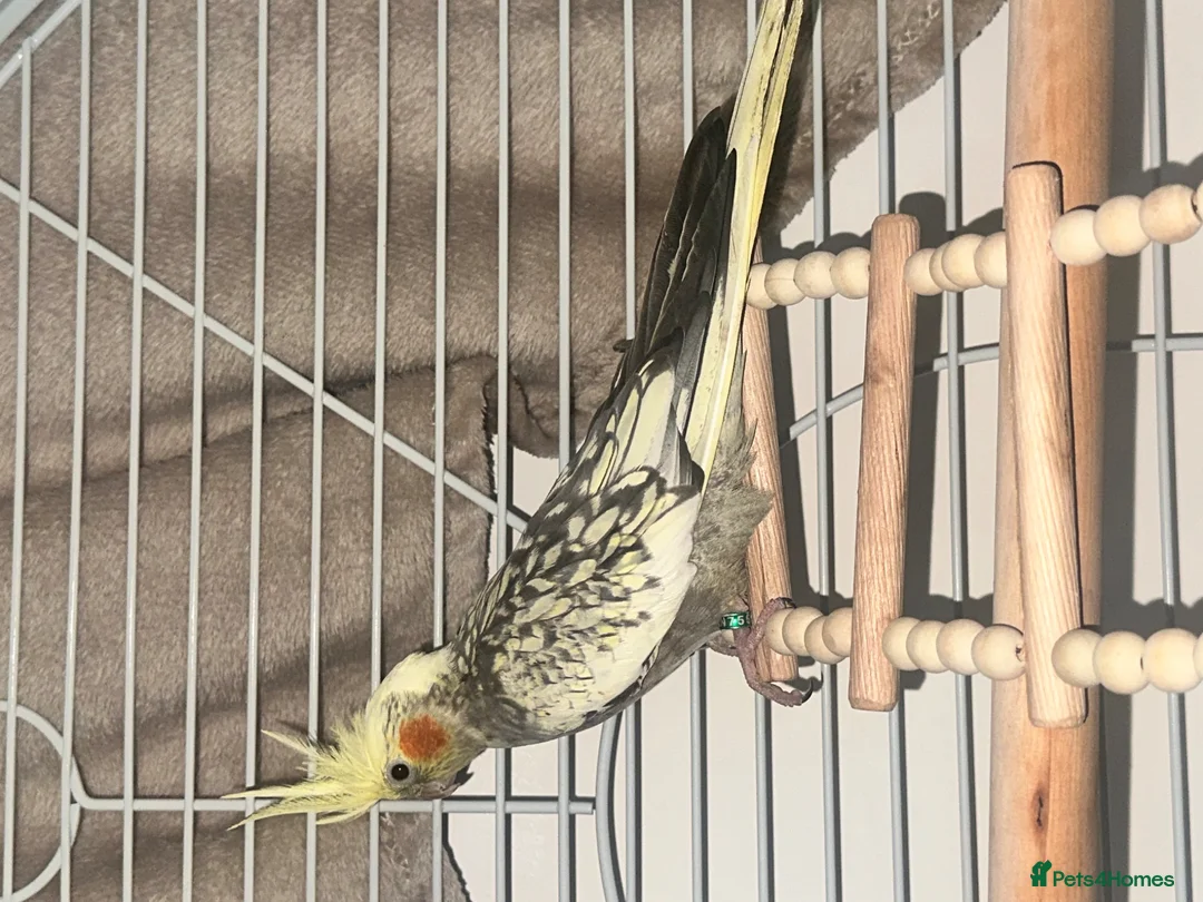 Cockatiels birds for sale: Cockatiel  in Romford - Advert 1