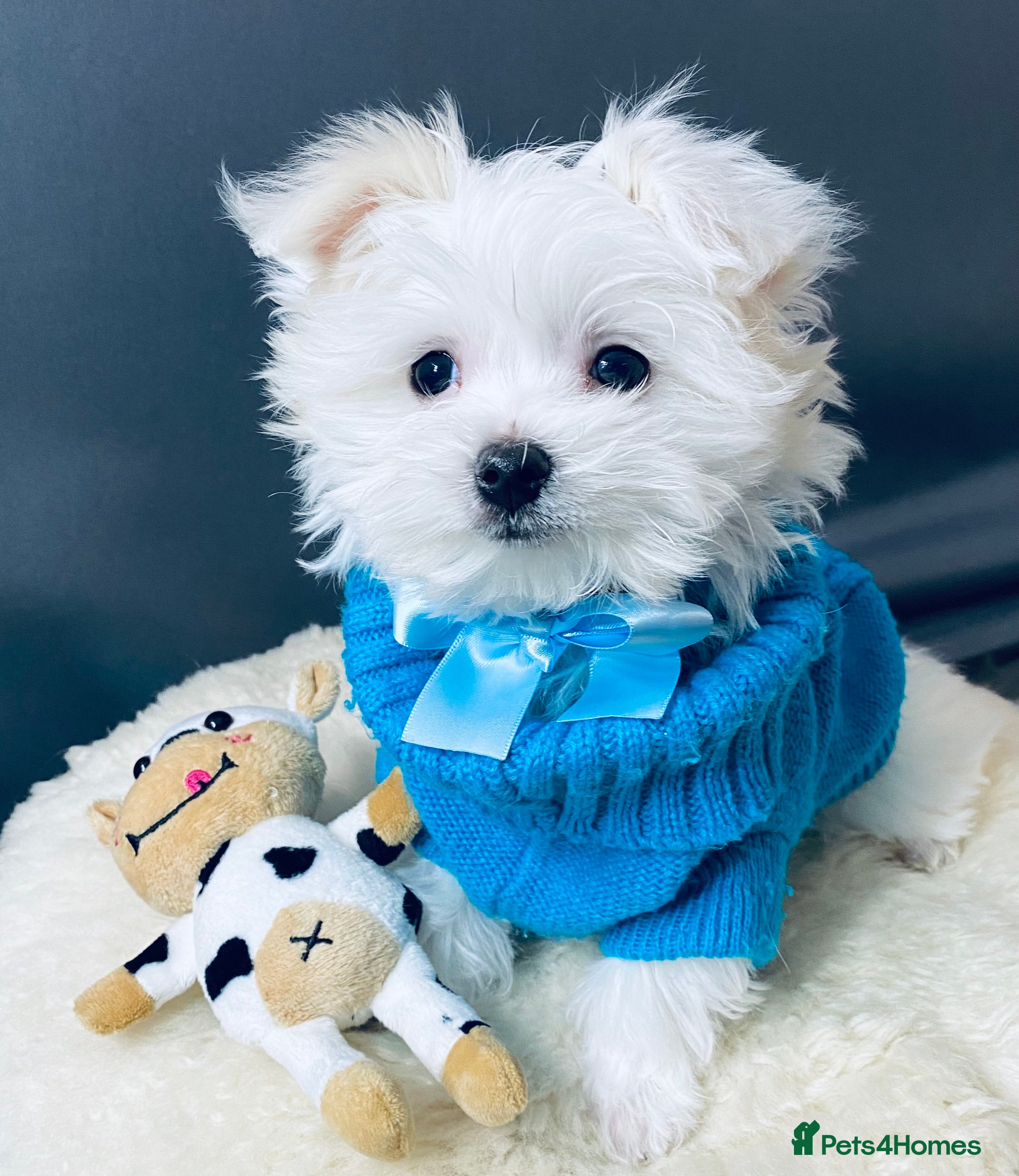 Maltese dogs ✨ Outstanding KC half-Korean Maltese Puppies ✨ - Advert 2