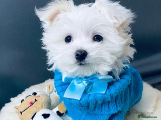 Maltese dogs ✨ Outstanding KC half-Korean Maltese Puppies ✨ - Advert 2