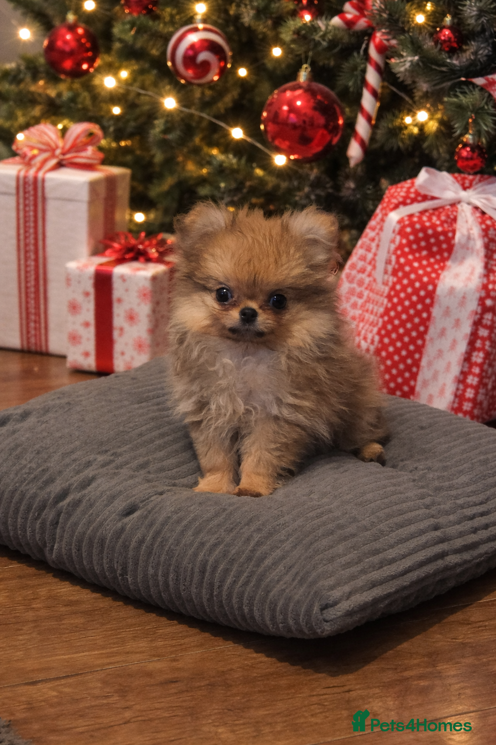 Pomchi dogs Xx ready now! Gorgeous fawn pomchi puppy Xx - Advert 1