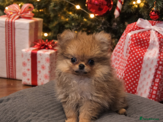 Pomchi dogs Xx ready now! Gorgeous fawn pomchi puppy Xx - Advert 2