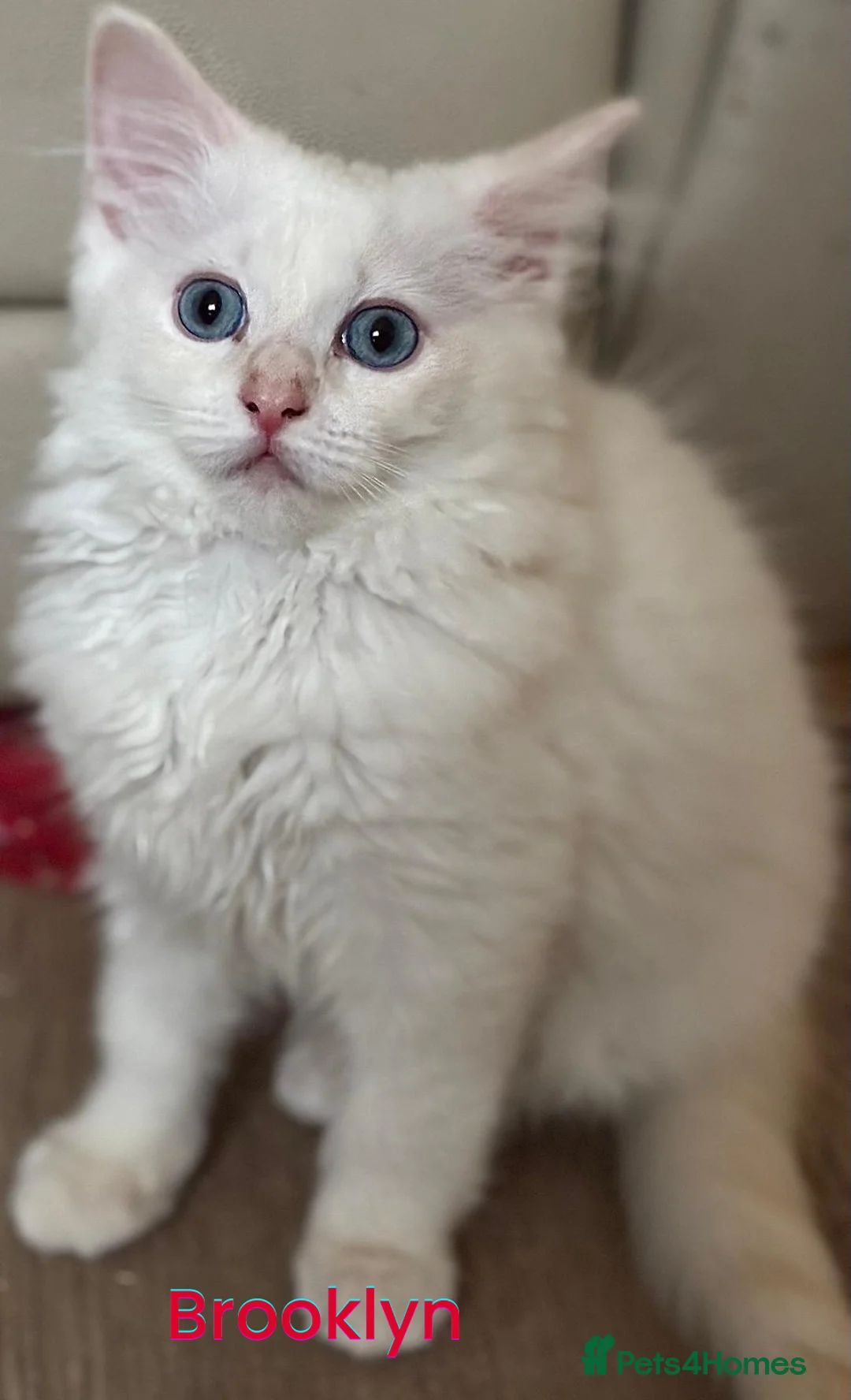 Ragdoll cats for sale: GCCF Registered Red Boys ready to go - Advert 2