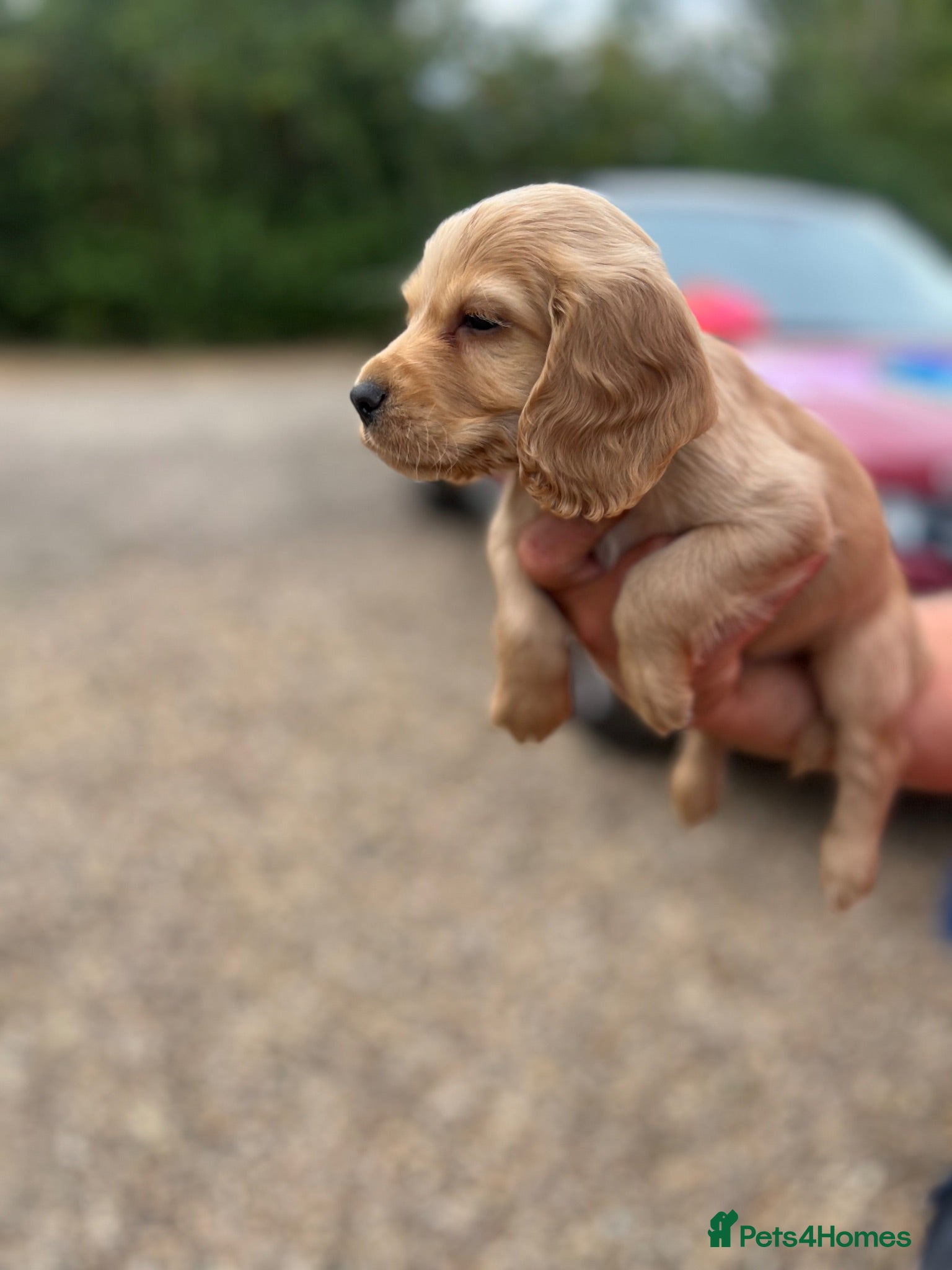 Cocker Spaniel dogs 🐾 KC Registered Working Cocker Spaniel Puppies 🐾 - Advert 2