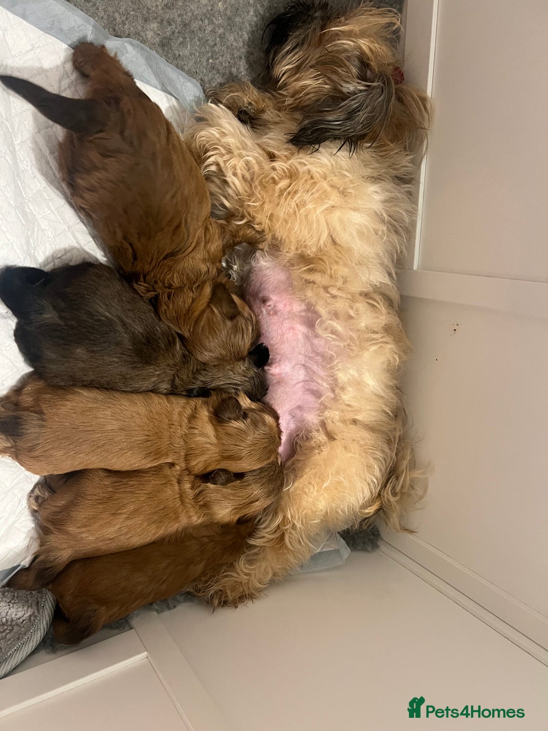 Shih Tzu dogs for sale: KC registered pure breed imperial shihtzu puppies  - Advert 39