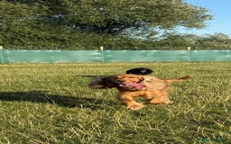 Cocker Spaniel dogs for sale: Rehoming Cocker Spaniel - Advert 3