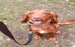 Cocker Spaniel dogs for sale: Simba  - Image 6