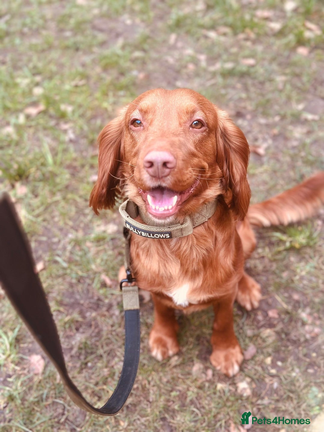 Cocker Spaniel dogs for sale: Simba  - Image 6