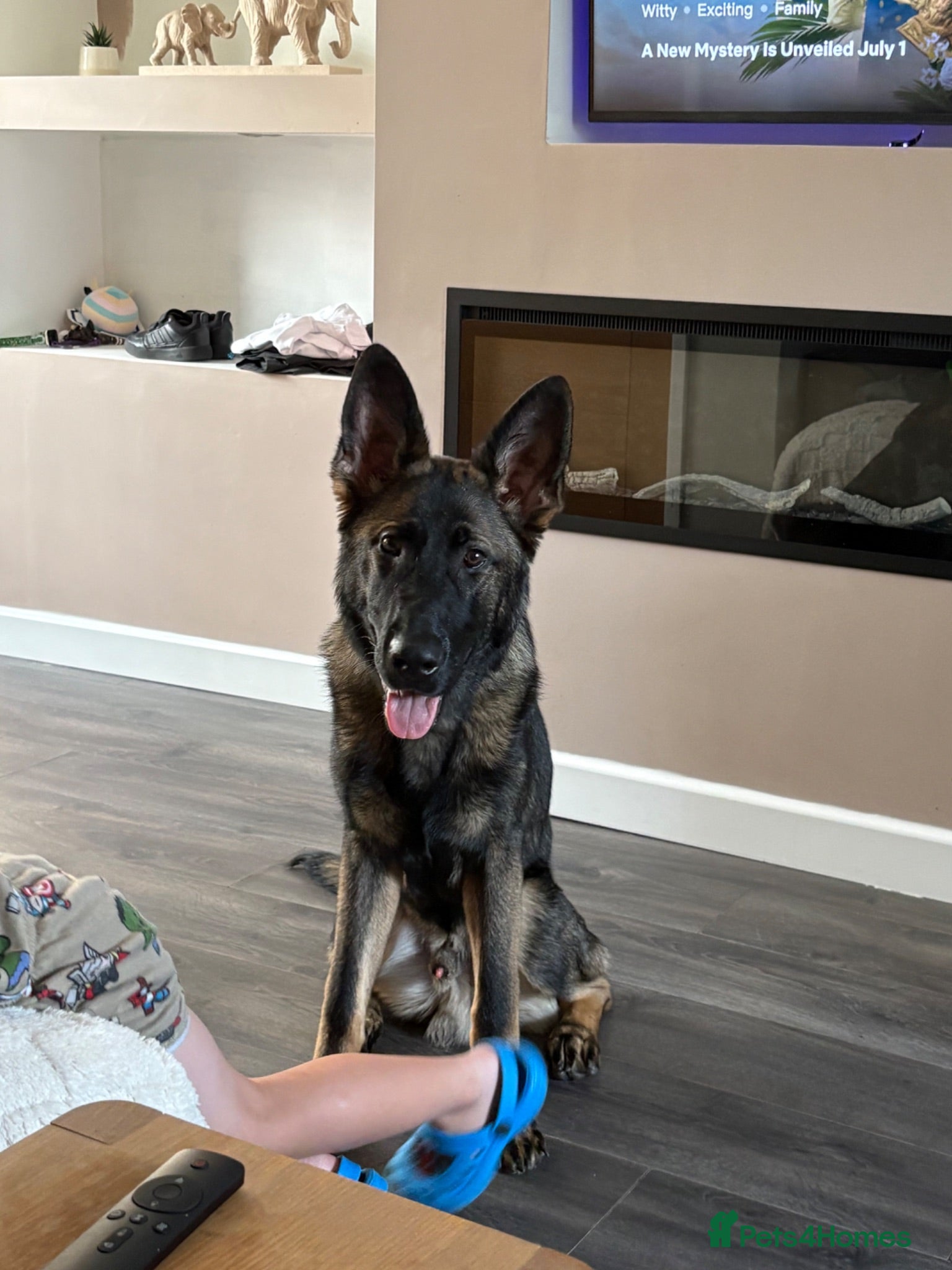 German Shepherd dogs Simba - Advert 1
