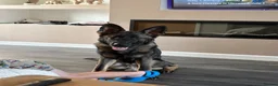 German Shepherd dogs for sale: Simba - Advert 1