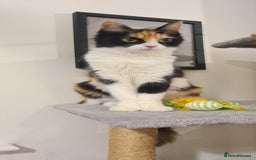 Mixed Breed cats for sale: Beautiful fluffy kittens available to reserve!  - Image 7