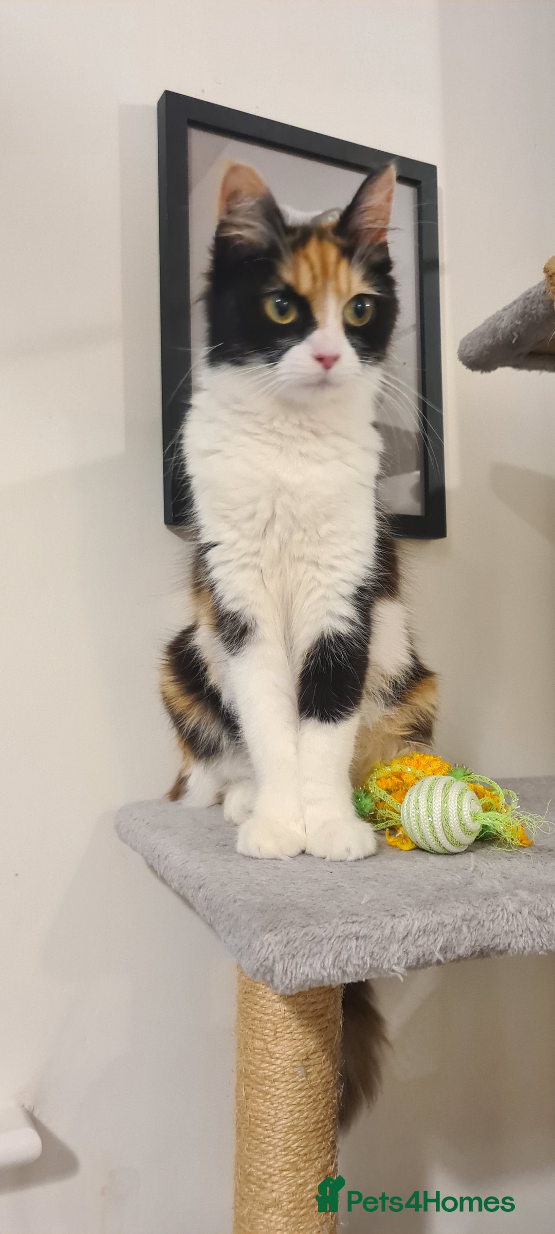 Mixed Breed cats for sale: Beautiful fluffy kittens available to reserve!  - Image 7