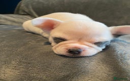 French Bulldog dogs for sale: 7 frenchies £500 to £800 each - Image 17
