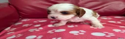 Mixed Breed dogs for sale: Cavapoo f1b - Advert 6
