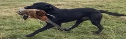 Labrador Retriever dogs for sale: Want something different? Black and Tan Labrador  in Bridgwater - Advert 8