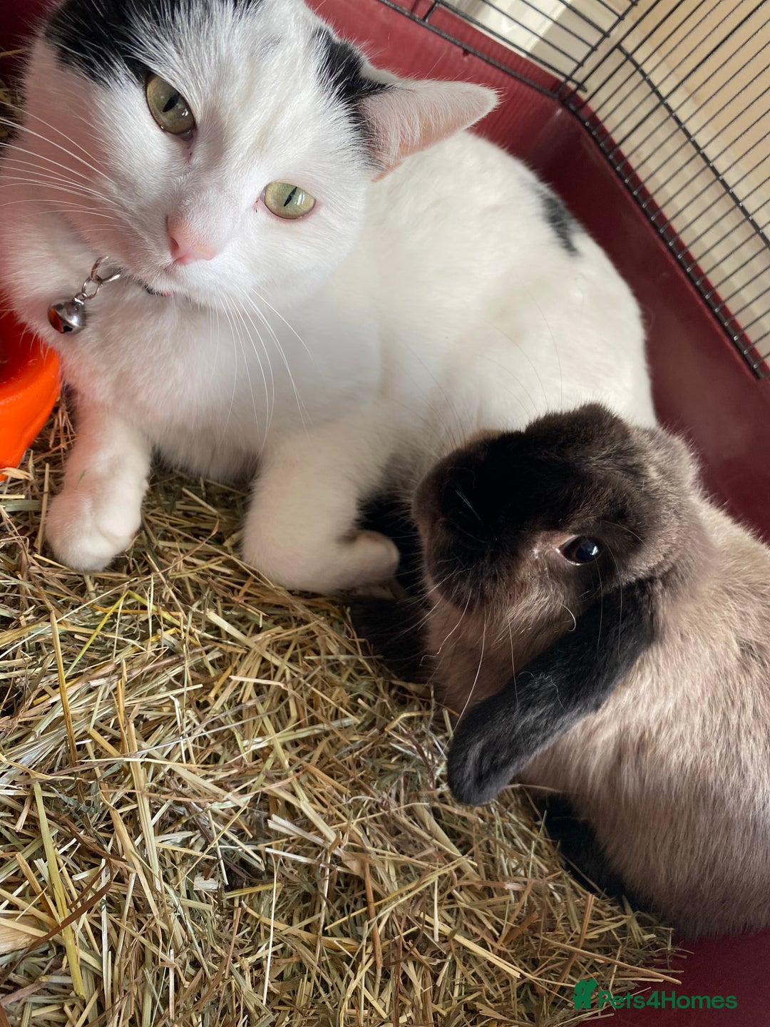 British Shorthair cats for sale: 2 loving beautiful cats  - Image 9