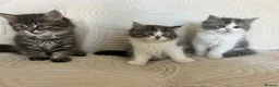 Persian cats for sale: Beautiful kittens  - Advert 2