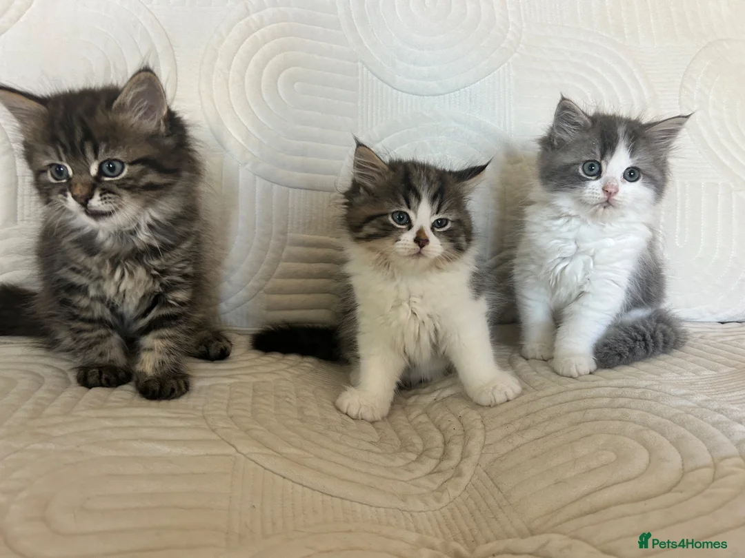Persian cats for sale: Beautiful kittens  - Advert 2