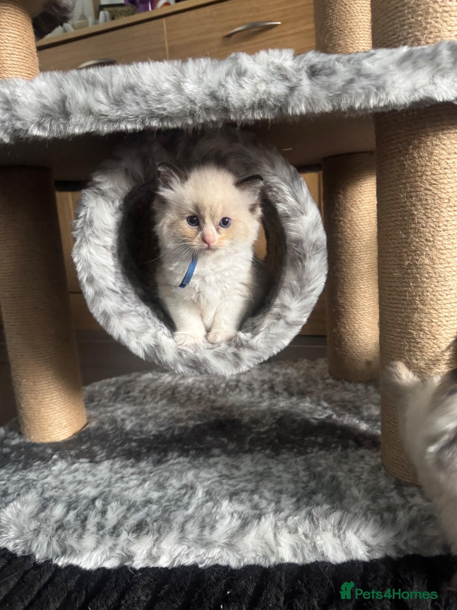 Ragdoll cats Beautiful ragdoll kittens  - Advert 11