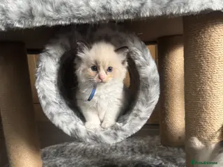 Ragdoll cats Beautiful ragdoll kittens - Advert 11