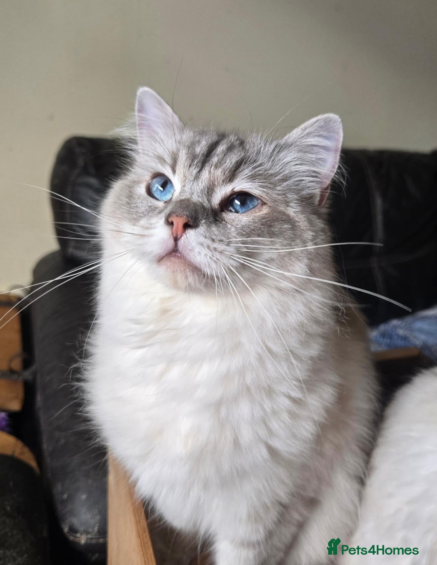 Ragdoll cats Seal and Blue Tabby female Ragdolls - Advert 2