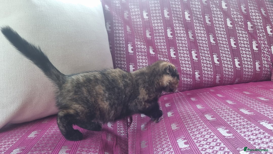 Munchkin cats for sale: Munchkin x Scottish Fold - Image 3