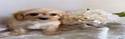 Cavapoo dogs for sale: 6 CAVAPOO PUPPYS / HEALTH TESTED ✔️  - Advert 2