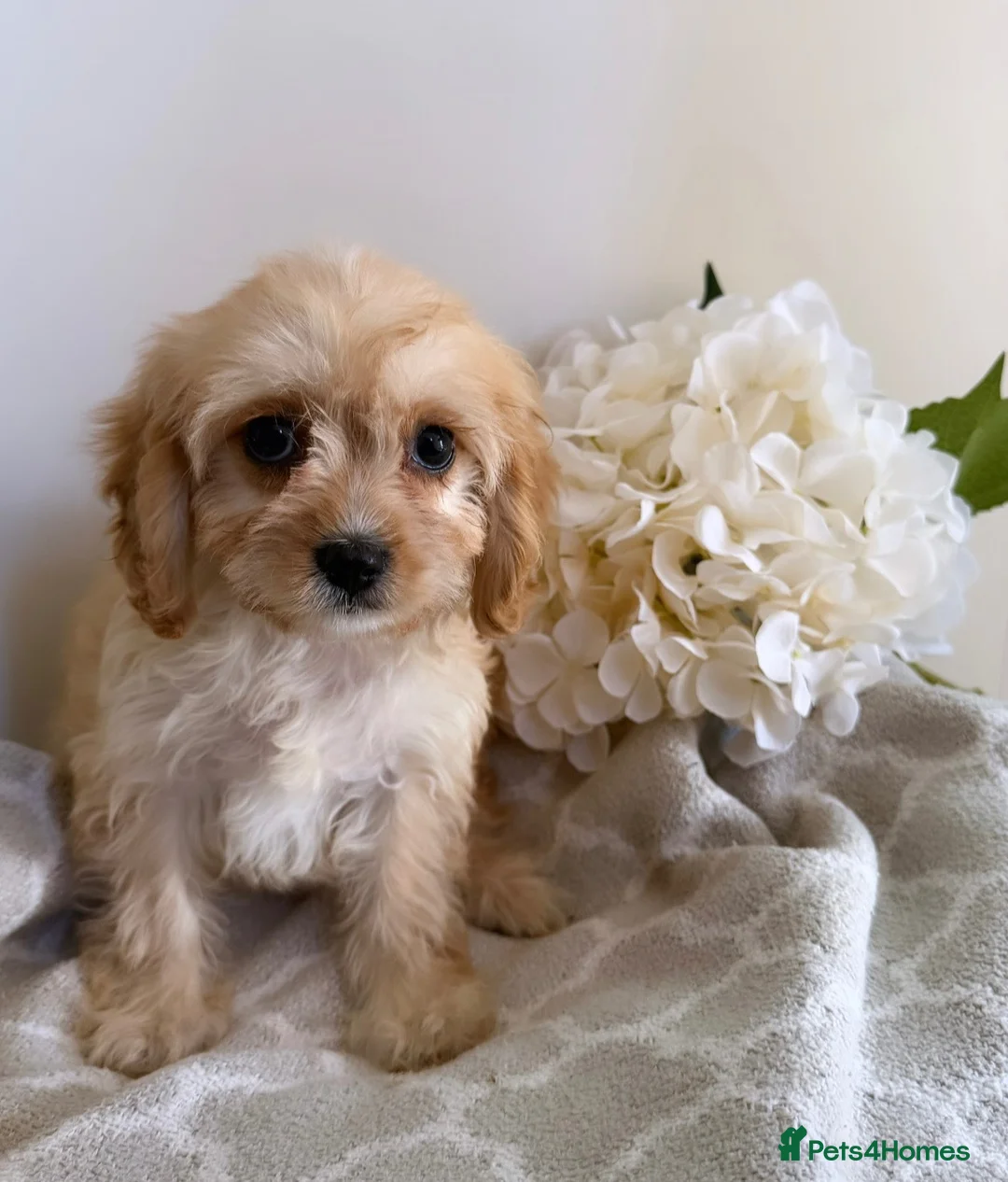 Cavapoo dogs for sale: 6 CAVAPOO PUPPYS / HEALTH TESTED ✔️  - Advert 2