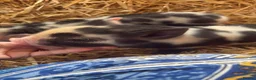 Pig livestock for sale: Miniature piglets-sandy & black/black spot - Advert 8