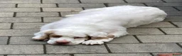Clumber Spaniel dogs for sale: Beautiful litter of Clumber Spaniels in Yelverton - Advert 2