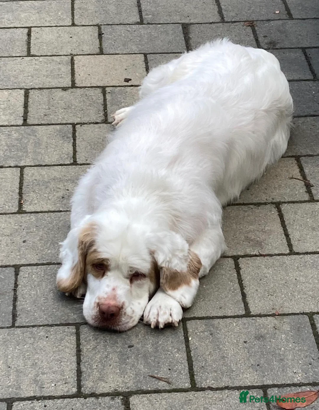 Clumber Spaniel dogs for sale: Beautiful litter of Clumber Spaniels in Yelverton - Advert 2