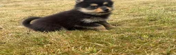 Pomsky dogs for sale: Stunning fully vaccinated Pomsky Girl - Advert 4