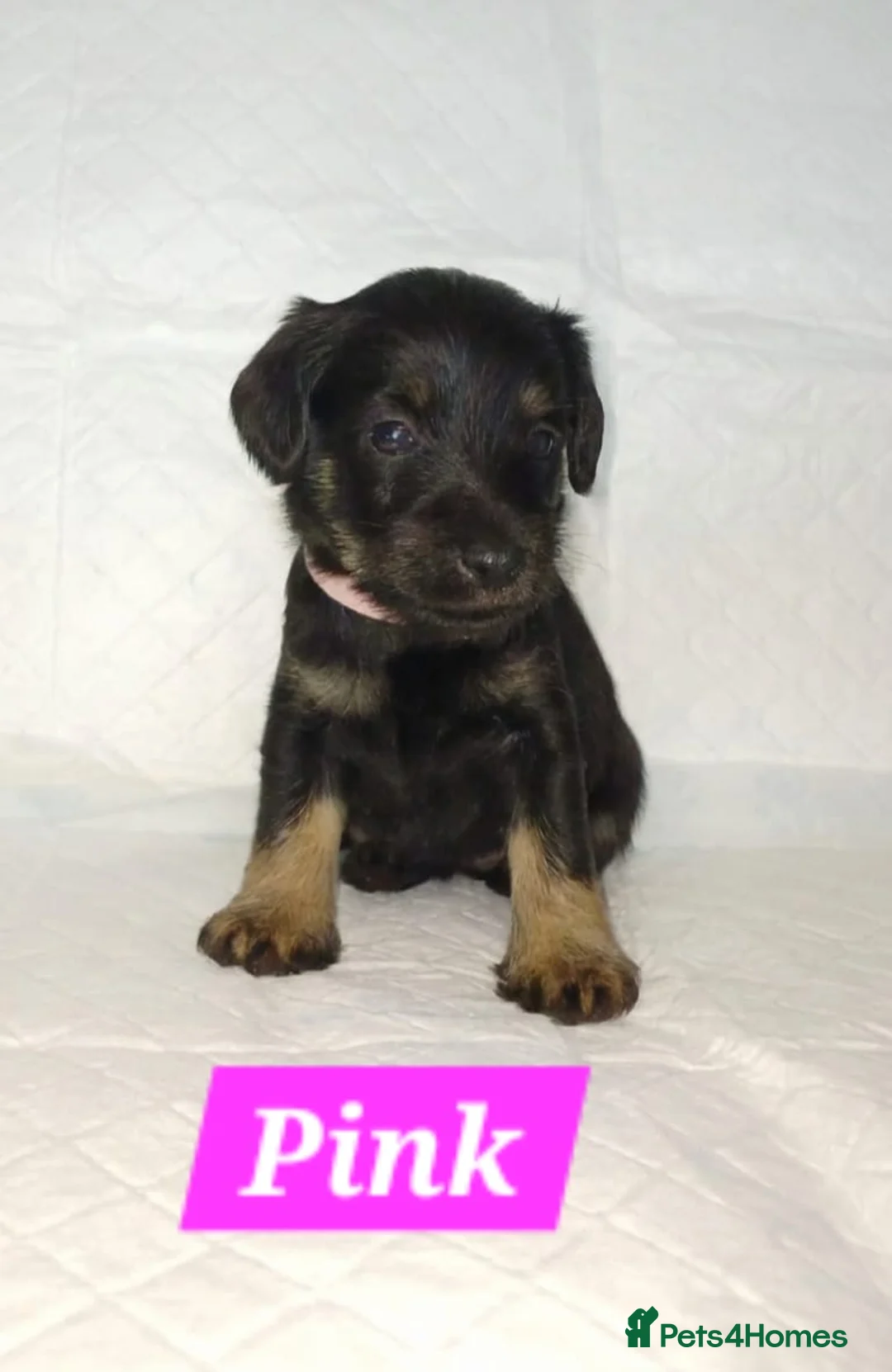 Schnoodle dogs for sale: Mini Schnoodle puppies - Advert 1