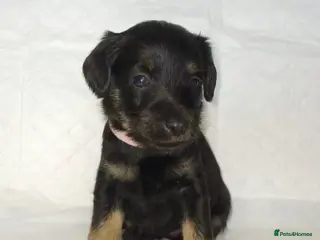 Schnoodle dogs Mini Schnoodle puppies - Advert 1