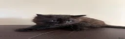 Ragdoll cats for sale: Mixed Siamese/Ragdoll kittens for sale in Harrow - Advert 4