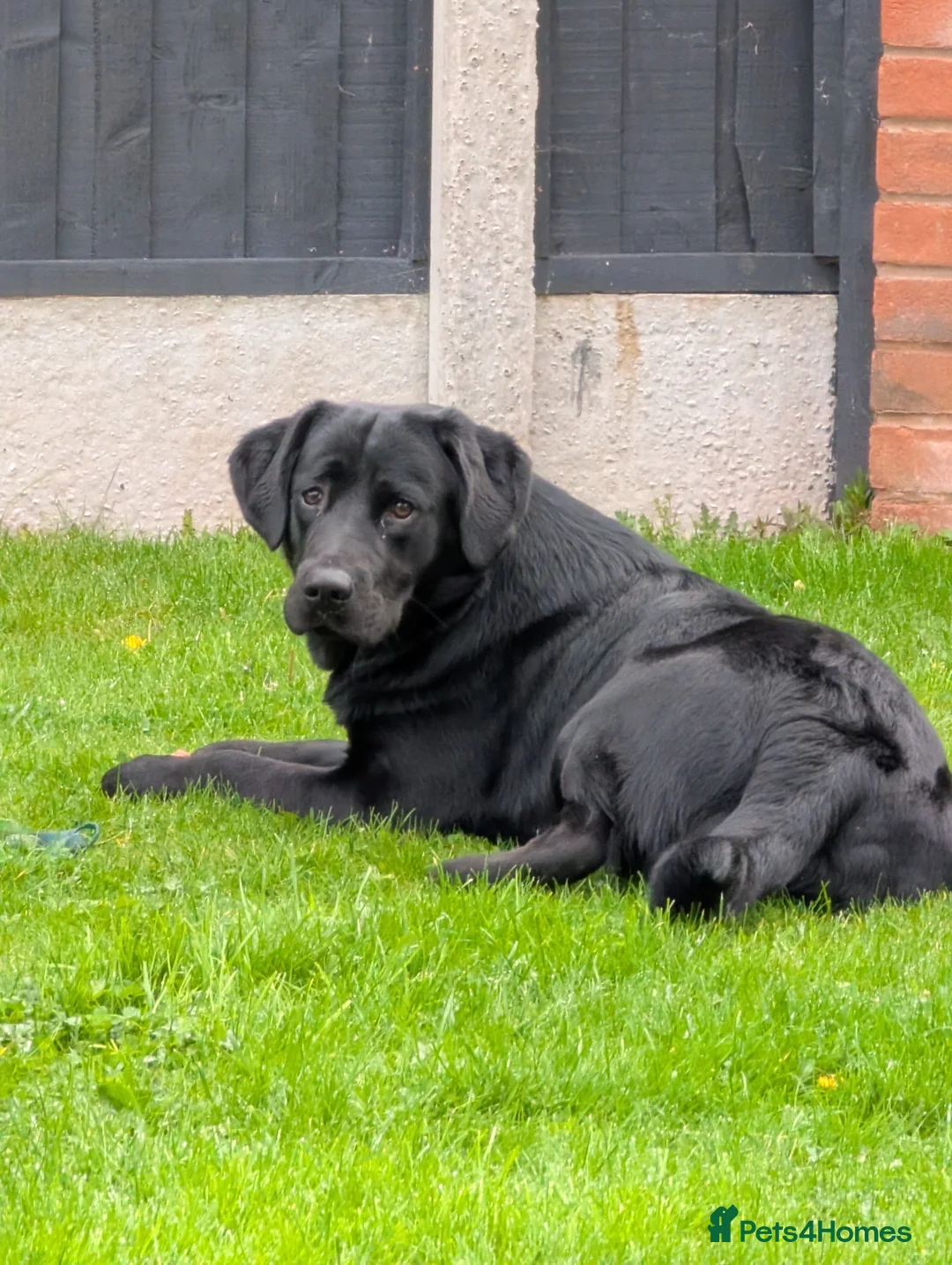 Goldador dogs for sale: Loving Family Dog for Sale – Urgent 🐾 in Stone - Advert 3